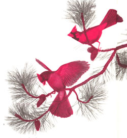 
The red cardinal is one of winter's regular visitors at the bird feeder.
